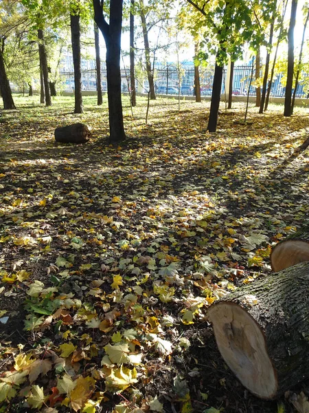 Распилили Куски Ствол Дерева Среди Опавших Осенних Листьев Размытом Осеннем — стоковое фото