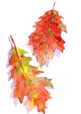 Sonbahar bitkisi, beyaz arka planda Kanada kırmızı meşe yaprakları, suluboya desenler, botanik çizimler. Yüksek kaliteli illüstrasyon