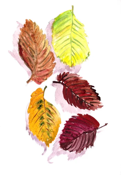 가을의 노란색의 느릅나무는 배경에 식물학적 스케치를 남긴다 질높은 — 스톡 사진