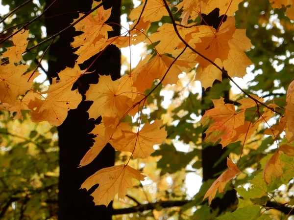 Maple Autumn Maple Foliage Sky Selective Focus High Quality Photo — Stock Photo, Image