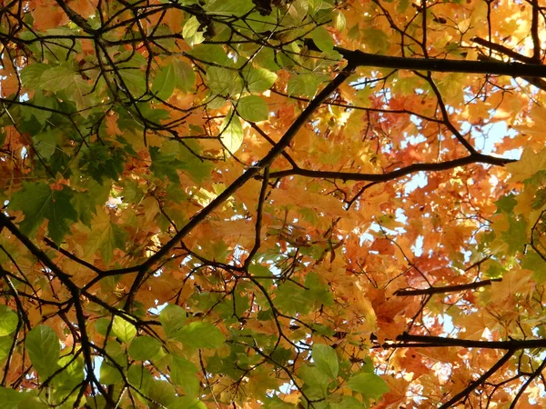 Jesienny Żółty Pomarańczowy Zielony Czerwony Klon Liście Niebie Wysokiej Jakości — Zdjęcie stockowe