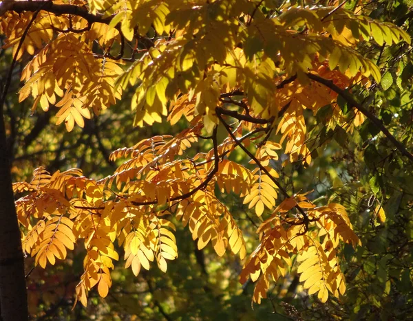 Bright Red Yellow Autumn Rowan Leaves Background Sky Forest Autumn — Stock Photo, Image