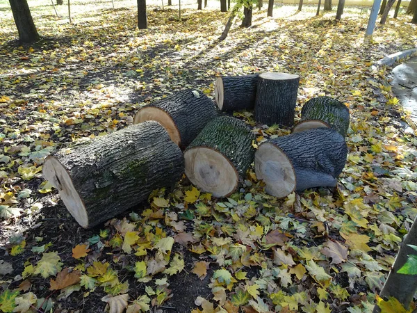 Aserrado Pedazos Tronco Árbol Entre Las Hojas Otoño Caídas Sobre — Foto de Stock