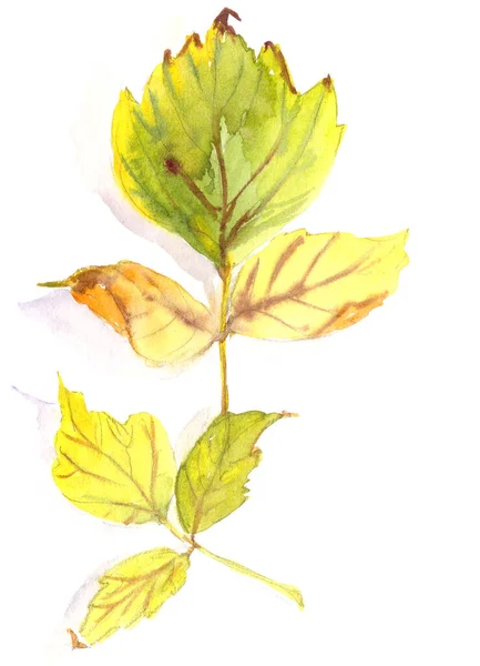 가을초 단풍나무 Acer Negundo Leaves White Background Watercolor Pattern Botanical — 스톡 사진