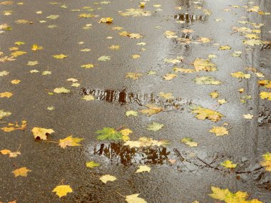 Sonbahar sarı portakal kırmızısı akçaağaç yaprakları, soyut doku arkaplanı.