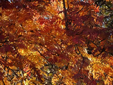 Gökyüzünün arka planında parlak kırmızı ve sarı sonbahar yaprakları, orman sonbahar arka planında. Yüksek kalite fotoğraf