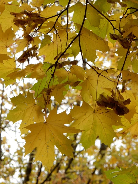 Осенний Желтый Оранжевый Зеленый Красный Кленовые Листья Небе Высокое Качество — стоковое фото