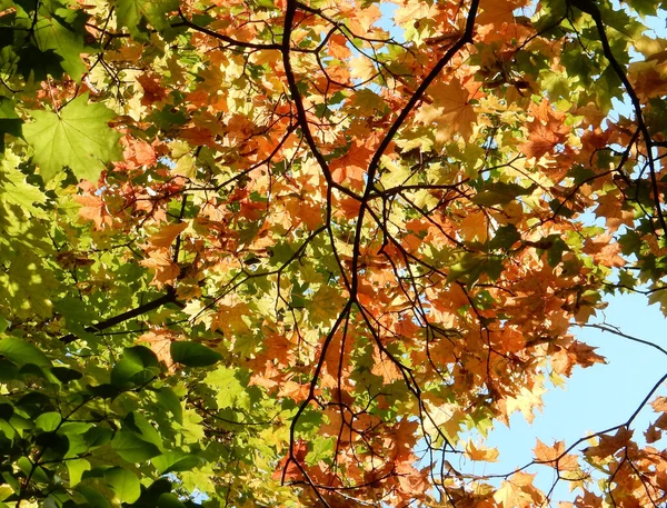 Autumn Yellow Orange Green Red Maple Leaves Sky High Quality — Stock Photo, Image