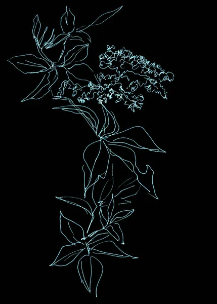 Liner Drawing Branch Blooming Wild Grapes Black White Graphic Drawing — Stock Photo, Image