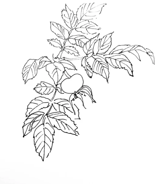 Růžová Větev Ovocem Listy Grafická Lineární Černobílá Kresba Botanický Náčrt — Stock fotografie