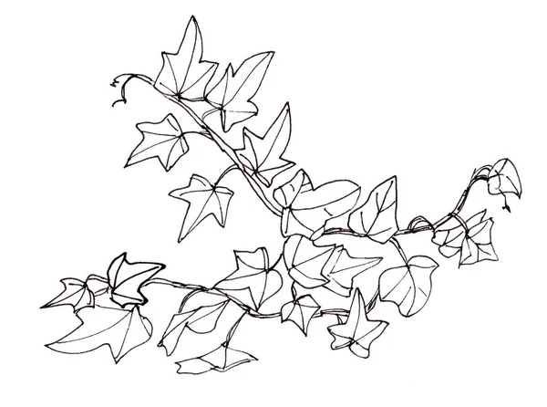 Ježek Břečťanu Černobílý Grafický Lineární Vzor Botanický Náčrt Vysoce Kvalitní — Stock fotografie