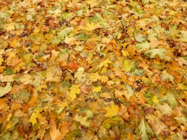 Sonbahar sarı portakal rengi kırmızı akçaağaç yaprakları, soyut doku arkaplanı. Yüksek kaliteli fotoğraf.