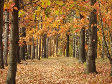 Sonbahar parkı arka planında sarı akçaağaç yaprakları, seçici bir odak noktası. Yüksek kalite fotoğraf