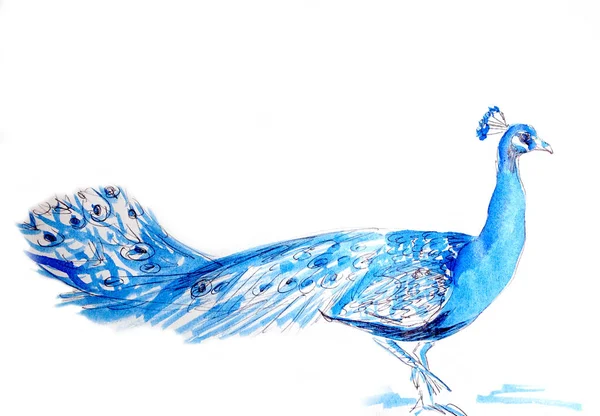 Peacock Closed Tail Watercolor Ink Drawing White Background Travel Sketch — Stock Photo, Image