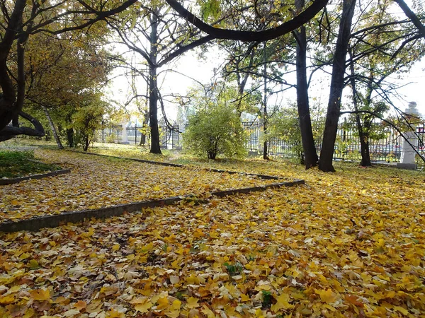 秋の公園の背景に落ちた黄色のカエデの葉 選択的なフォーカス 高品質の写真 — ストック写真