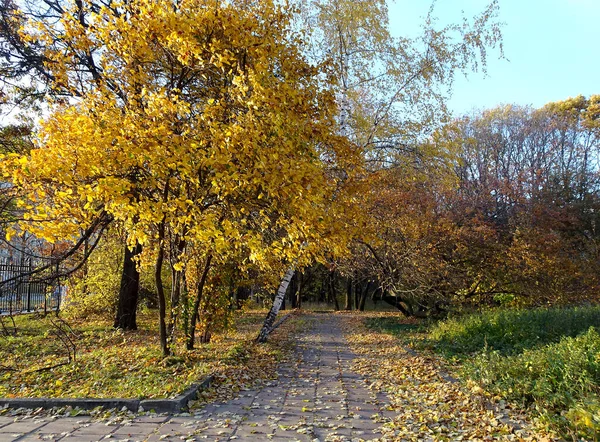 Gefallenes Gelbes Ahornblatt Auf Herbstlichem Parkhintergrund Selektiver Fokus Hochwertiges Foto — Stockfoto