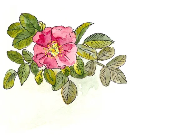 Cabang Rosehip Dengan Bunga Dan Daun Gambar Linear Dan Cat — Stok Foto