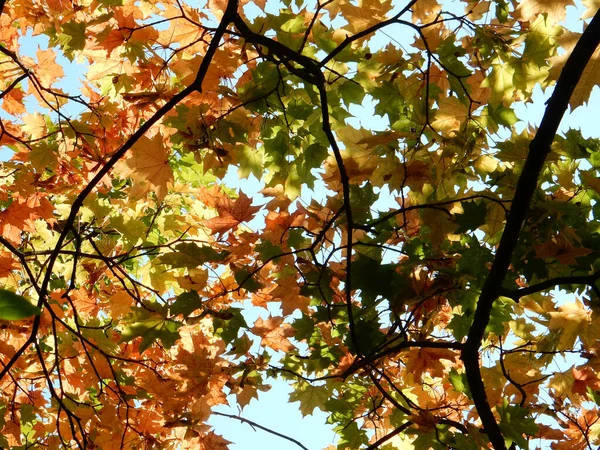 Autumn Yellow Orange Green Red Maple Leaves Sky High Quality — Stock Photo, Image