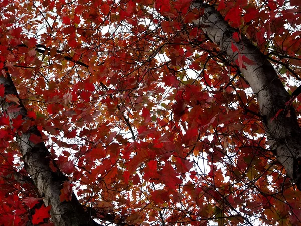 Höstens Eklöv Mot Himlen Selektivt Fokus Högkvalitativt Foto — Stockfoto