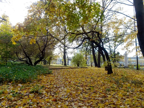 Упавшая Жёлтая Кленовая Листва Фоне Осеннего Парка Избирательная Направленность Высокое — стоковое фото