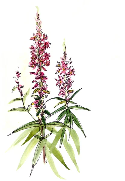 Lythrum Salicaria Atau Bunga Loosestrife Ungu Grafik Pola Linier Dan — Stok Foto