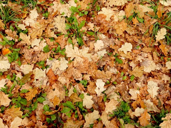 Carpet Autumn Yellow Orange Red Oak Fallen Leaves Abstract Textural — Stock Photo, Image