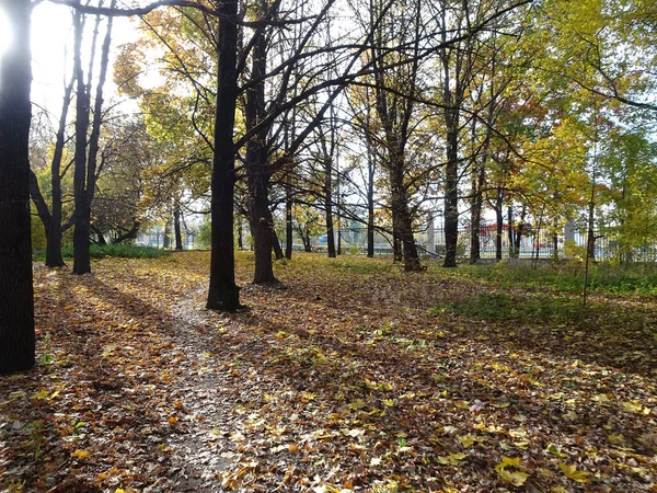 Bukott Sárga Juhar Lombozat Őszi Park Háttér Szelektív Fókusz Kiváló — Stock Fotó