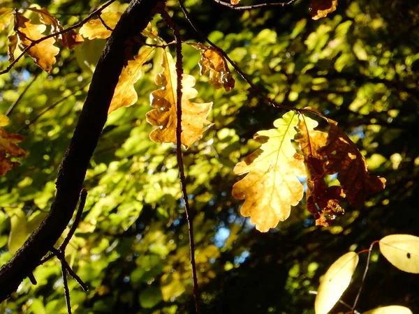 Oak Autumn Oak Foliage Sky Selective Focus High Quality Photo — Stock Photo, Image