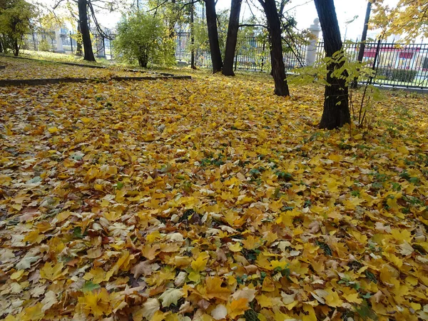 Упавшая Жёлтая Кленовая Листва Фоне Осеннего Парка Избирательная Направленность Высокое — стоковое фото