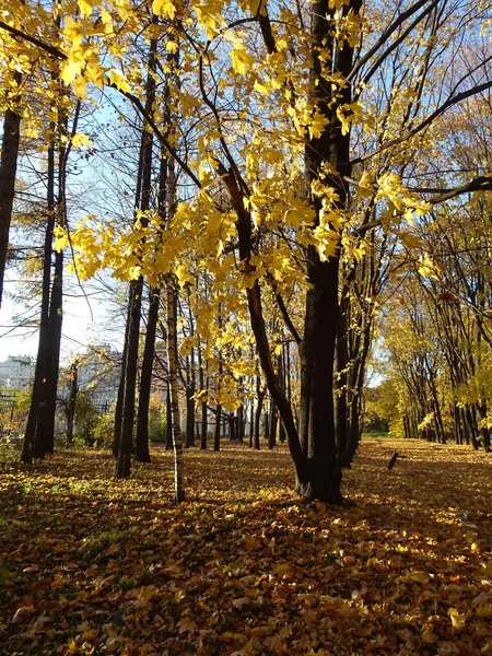 Упавшая Жёлтая Кленовая Листва Фоне Осеннего Парка Избирательная Направленность Высокое — стоковое фото