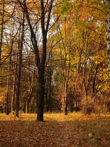 Fallna Gula Lönnlöv Hösten Park Bakgrund Selektivt Fokus Högkvalitativt Foto — Stockfoto