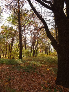 Sonbahar parkı arka planında sarı akçaağaç yaprakları, seçici bir odak noktası. Yüksek kalite fotoğraf