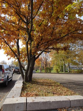 Sonbahar parkı arka planında sarı akçaağaç yaprakları, seçici bir odak noktası. Yüksek kalite fotoğraf