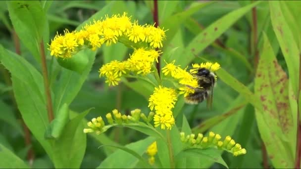 Furry trzmiel zbiera nektar na żółtym Solidago, powszechnie nazywane złotymi prętami lub rannymi, atak latać, selektywne skupienie. — Wideo stockowe