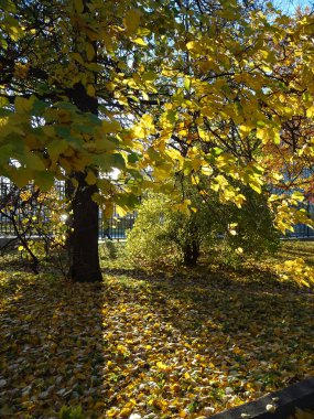 Sonbahar parkında sarı yapraklar seçici bir odak noktası. Yüksek kalite fotoğraf