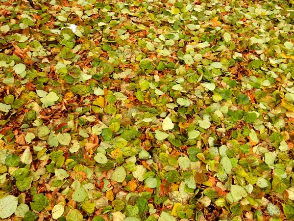 Őszi Sárga Zöld Szőnyeg Lehullott Hárs Levelek Elvont Textúra Háttér — Stock Fotó