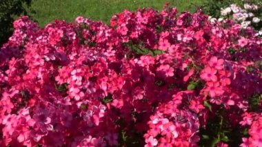 Bulanık yeşil arka planda rüzgarda sallanan kırmızı floxe, seçici odak. 