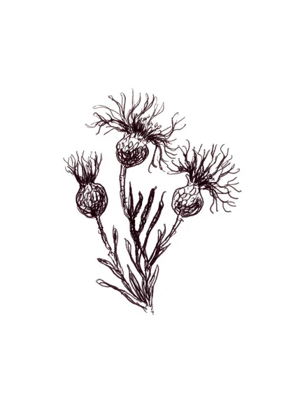 Prado Knapweed Aciano Gráfico Lineal Blanco Negro Patrón Bosquejo Botánico — Foto de Stock