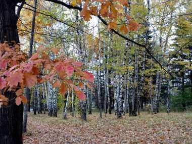 meşe, sonbahar meşesi yaprakları gökyüzüne karşı, seçici odaklanma. Yüksek kalite fotoğraf