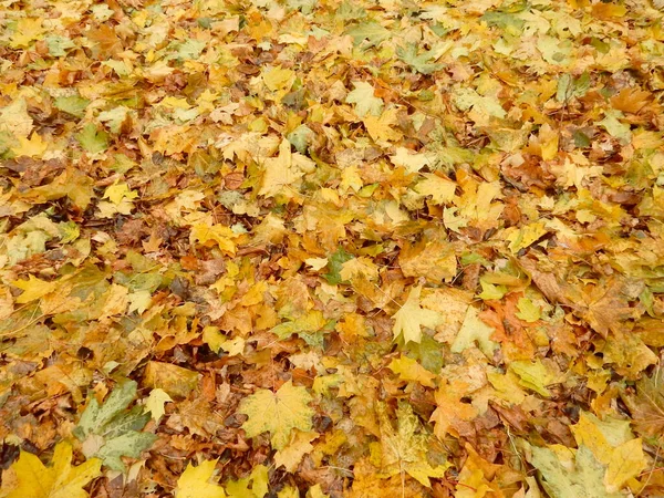 Sonbahar sarı portakal kırmızısı akçaağaç yaprakları, soyut doku arkaplanı.