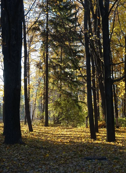 Follaje Amarillo Caído Fondo Del Parque Otoño Enfoque Selectivo Foto —  Fotos de Stock