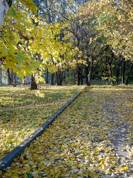 Folhagem Amarela Caída Fundo Parque Outono Foco Seletivo Foto Alta — Fotografia de Stock