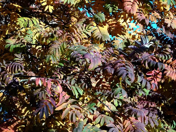 Helder Rood Geel Herfst Rowan Bladeren Achtergrond Van Hemel Bos — Stockfoto