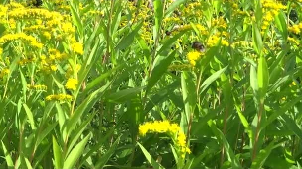 Furry humla samlar nektar på gul Solidago, vanligen kallad guldspön eller vårtsvin, selektivt fokus. — Stockvideo