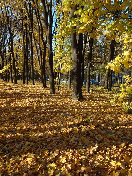 Umgefallenes Gelb Rotes Laub Unter Herbstbäumen Auf Herbstlichem Parkhintergrund Selektiver — Stockfoto
