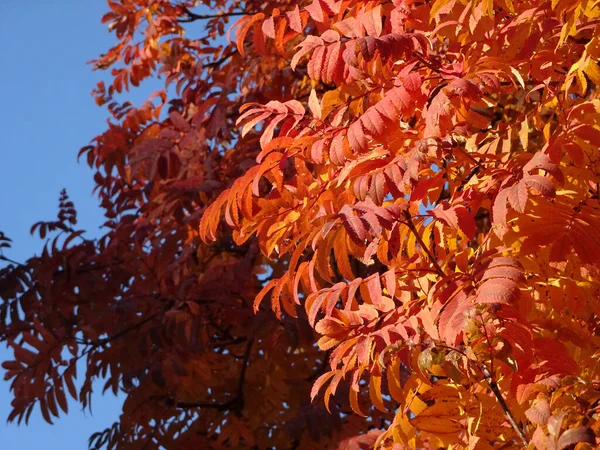 Ljus Röd Och Gul Höst Rönn Blad Bakgrunden Himlen Skog — Stockfoto