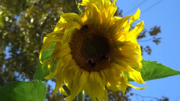 Bumblebees extrair néctar em um girassol grande com pétalas amarelas e oscilação no vento. — Vídeo de Stock