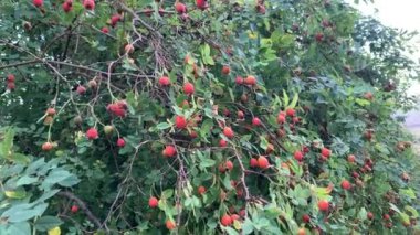 Kırmızı meyveli gül ağacı rüzgarda sallanıyor, seçici bir odak noktası. Yüksek kalite 4k görüntü