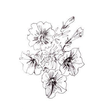 Petunya çiçekleri, grafik siyah beyaz doğrusal çizim, botanik çizim. Yüksek kaliteli illüstrasyon