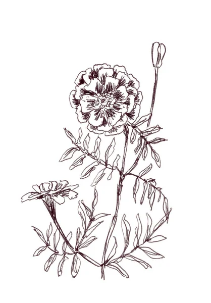 Λουλούδια Marigolds Γραφικό Ασπρόμαυρο Γραμμικό Σχέδιο Βοτανικό Σκίτσο Εικόνα Υψηλής — Φωτογραφία Αρχείου